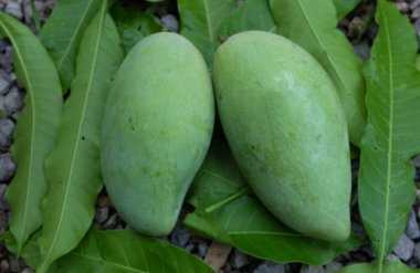Taze çiğ yeşil mango, sarı mango, altın Vietnam dok mai mango, barakuda mango (mangifera indica) taş zeminde meyve kralı.