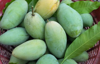 Taze çiğ yeşil mango, sarı mango, altın Vietnam dok mai mango, barakuda mango (mangifera indica) taş zeminde meyve kralı.