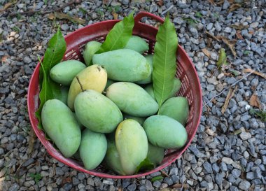 Taze çiğ yeşil mango, sarı mango, altın Vietnam dok mai mango, barakuda mango (mangifera indica) meyvelerin kralı büyük plastik bir sepette.