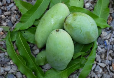 Taze çiğ yeşil mango, sarı mango, altın Vietnam dok mai mango, barakuda mango (mangifera indica) taş zeminde meyve kralı.