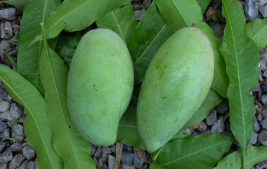 Taze çiğ yeşil mango, sarı mango, altın Vietnam dok mai mango, barakuda mango (mangifera indica) taş zeminde meyve kralı.