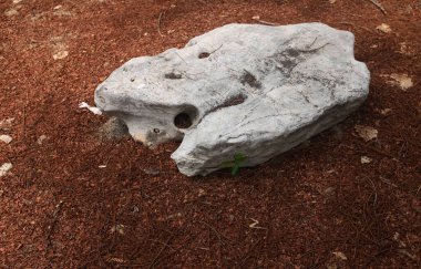 Dekoratif büyük beyaz kayalıkları kapatın, bahçedeki taşları farklı kahverengi yaprak bitkilerinin arasına, bahçenin arka bahçesine ya da parklardaki, kafelerdeki, restoranlardaki, şelalelerdeki süslemelere.