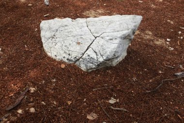 Dekoratif büyük beyaz kayalıkları kapatın, bahçedeki taşları farklı kahverengi yaprak bitkilerinin arasına, bahçenin arka bahçesine ya da parklardaki, kafelerdeki, restoranlardaki, şelalelerdeki süslemelere.