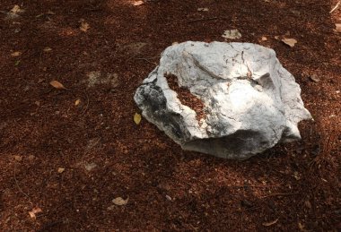 Dekoratif büyük beyaz kayalıkları kapatın, bahçedeki taşları farklı kahverengi yaprak bitkilerinin arasına, bahçenin arka bahçesine ya da parklardaki, kafelerdeki, restoranlardaki, şelalelerdeki süslemelere.