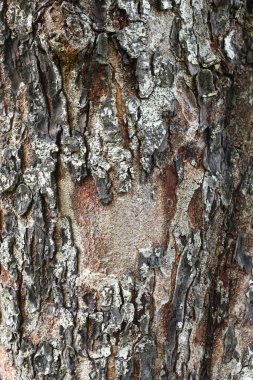 Bir mesaj yazmak için doğal kabuk detaylarının üst görünüm dokusu. Boş alanda pürüzsüz bir yüzey çatlağı