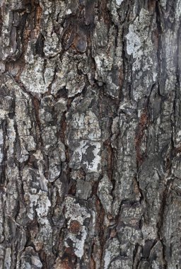Beyaz ve siyahın kabuk dokusunun, doğal kabuklu yüzeyi ve çatlakları, ağaç kabuğu dokusunun doğal görünümü. Doğa teması veya organik yüzey tasarımı. 