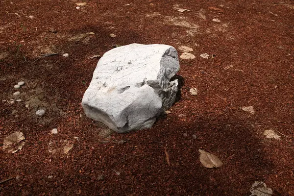 Dekoratif büyük beyaz kayalıkları kapatın, bahçedeki taşları farklı kahverengi yaprak bitkilerinin arasına, bahçenin arka bahçesine ya da parklardaki, kafelerdeki, restoranlardaki, şelalelerdeki süslemelere.