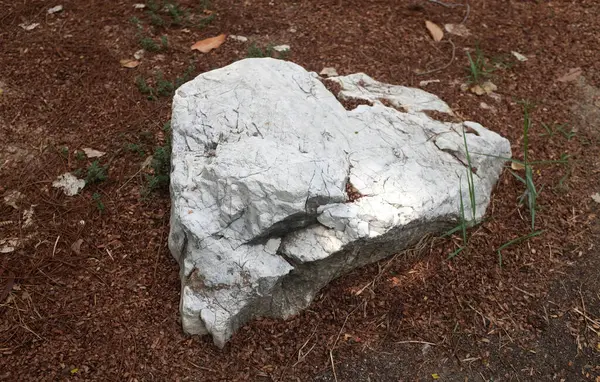 Dekoratif büyük beyaz kayalıkları kapatın, bahçedeki taşları farklı kahverengi yaprak bitkilerinin arasına, bahçenin arka bahçesine ya da parklardaki, kafelerdeki, restoranlardaki, şelalelerdeki süslemelere.