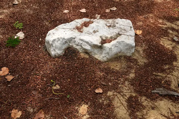 Dekoratif büyük beyaz kayalıkları kapatın, bahçedeki taşları farklı kahverengi yaprak bitkilerinin arasına, bahçenin arka bahçesine ya da parklardaki, kafelerdeki, restoranlardaki, şelalelerdeki süslemelere.