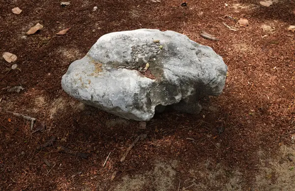 Dekoratif büyük beyaz kayalıkları kapatın, bahçedeki taşları farklı kahverengi yaprak bitkilerinin arasına, bahçenin arka bahçesine ya da parklardaki, kafelerdeki, restoranlardaki, şelalelerdeki süslemelere.