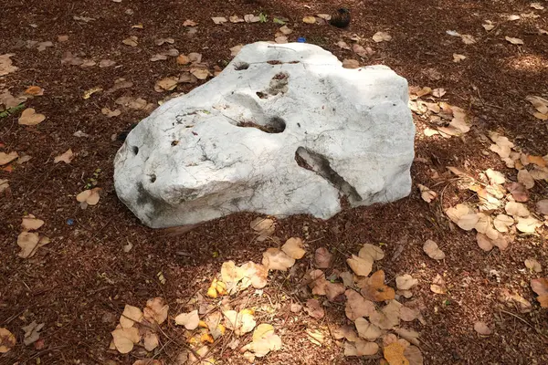 Dekoratif büyük beyaz kayalıkları kapatın, bahçedeki taşları farklı kahverengi yaprak bitkilerinin arasına, bahçenin arka bahçesine ya da parklardaki, kafelerdeki, restoranlardaki, şelalelerdeki süslemelere.