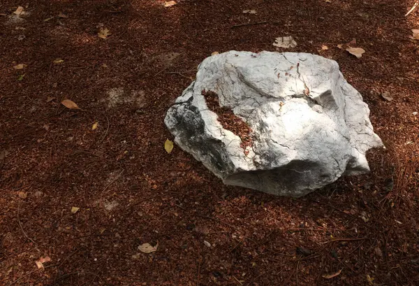 Dekoratif büyük beyaz kayalıkları kapatın, bahçedeki taşları farklı kahverengi yaprak bitkilerinin arasına, bahçenin arka bahçesine ya da parklardaki, kafelerdeki, restoranlardaki, şelalelerdeki süslemelere.