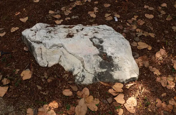 Dekoratif büyük beyaz kayalıkları kapatın, bahçedeki taşları farklı kahverengi yaprak bitkilerinin arasına, bahçenin arka bahçesine ya da parklardaki, kafelerdeki, restoranlardaki, şelalelerdeki süslemelere.