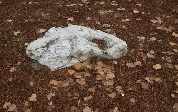 Dekoratif büyük beyaz kayalıkları kapatın, bahçedeki taşları farklı kahverengi yaprak bitkilerinin arasına, bahçenin arka bahçesine ya da parklardaki, kafelerdeki, restoranlardaki, şelalelerdeki süslemelere.