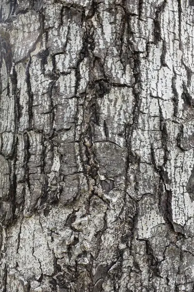 Beyaz ve siyahın kabuk dokusunun, doğal kabuklu yüzeyi ve çatlakları, ağaç kabuğu dokusunun doğal görünümü. Doğa teması veya organik yüzey tasarımı. 