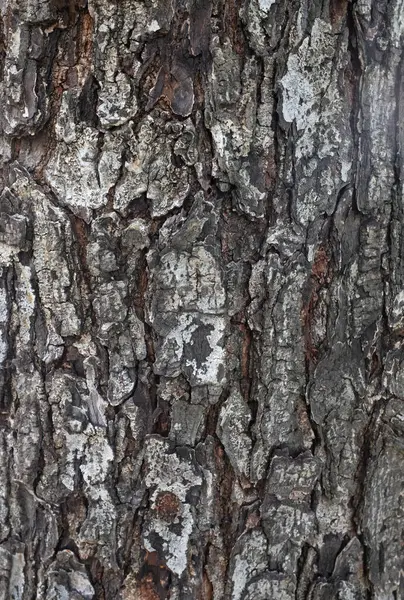 Beyaz ve siyahın kabuk dokusunun, doğal kabuklu yüzeyi ve çatlakları, ağaç kabuğu dokusunun doğal görünümü. Doğa teması veya organik yüzey tasarımı. 
