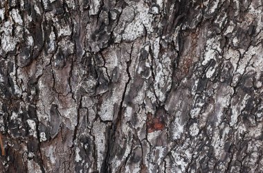 Beyaz ve siyahın kabuk dokusunun, doğal kabuklu yüzeyi ve çatlakları, ağaç kabuğu dokusunun doğal görünümü. Doğa teması veya organik yüzey tasarımı.