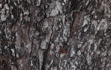 Beyaz ve siyahın kabuk dokusunun, doğal kabuklu yüzeyi ve çatlakları, ağaç kabuğu dokusunun doğal görünümü. Doğa teması veya organik yüzey tasarımı.