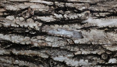 Beyaz ve siyahın kabuk dokusunun, doğal kabuklu yüzeyi ve çatlakları, ağaç kabuğu dokusunun doğal görünümü. Doğa teması veya organik yüzey tasarımı.