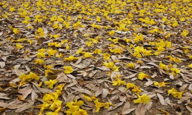 Bahar ağacının güzel sarı çiçeği kuru çimenlere düşüyor, adı Gümüş Trompet Ağacı, Cortez Blanco Ağacı, Tabebuia Kasımsantha, Altın Ağaç, Primavera, Altın çan Güldendron Donnell