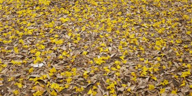 Bahar ağacının güzel sarı çiçeği kuru çimenlere düşüyor, adı Gümüş Trompet Ağacı, Cortez Blanco Ağacı, Tabebuia Kasımsantha, Altın Ağaç, Primavera, Altın çan Güldendron Donnell