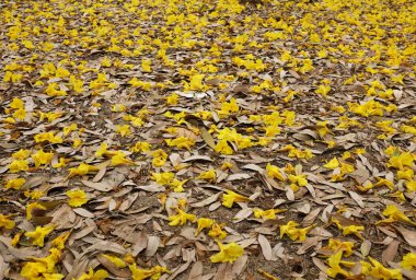 Bahar ağacının güzel sarı çiçeği kuru çimenlere düşüyor, adı Gümüş Trompet Ağacı, Cortez Blanco Ağacı, Tabebuia Kasımsantha, Altın Ağaç, Primavera, Altın çan Güldendron Donnell