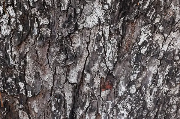 Beyaz ve siyahın kabuk dokusunun, doğal kabuklu yüzeyi ve çatlakları, ağaç kabuğu dokusunun doğal görünümü. Doğa teması veya organik yüzey tasarımı.