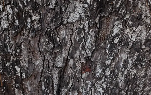 Beyaz ve siyahın kabuk dokusunun, doğal kabuklu yüzeyi ve çatlakları, ağaç kabuğu dokusunun doğal görünümü. Doğa teması veya organik yüzey tasarımı.