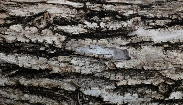 Beyaz ve siyahın kabuk dokusunun, doğal kabuklu yüzeyi ve çatlakları, ağaç kabuğu dokusunun doğal görünümü. Doğa teması veya organik yüzey tasarımı.
