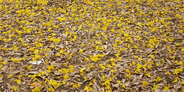 Bahar ağacının güzel sarı çiçeği kuru çimenlere düşüyor, adı Gümüş Trompet Ağacı, Cortez Blanco Ağacı, Tabebuia Kasımsantha, Altın Ağaç, Primavera, Altın çan Güldendron Donnell