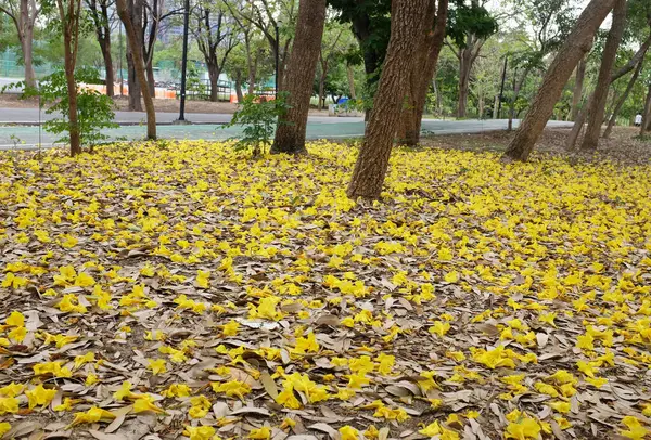 Bahar ağacının güzel sarı çiçeği kuru çimenlere düşüyor, adı Gümüş Trompet Ağacı, Cortez Blanco Ağacı, Tabebuia Kasımsantha, Altın Ağaç, Primavera, Altın çan Güldendron Donnell