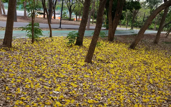 Bahar ağacının güzel sarı çiçeği kuru çimenlere düşüyor, adı Gümüş Trompet Ağacı, Cortez Blanco Ağacı, Tabebuia Kasımsantha, Altın Ağaç, Primavera, Altın çan Güldendron Donnell