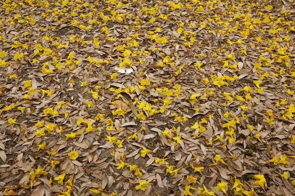 Bahar ağacının güzel sarı çiçeği kuru çimenlere düşüyor, adı Gümüş Trompet Ağacı, Cortez Blanco Ağacı, Tabebuia Kasımsantha, Altın Ağaç, Primavera, Altın çan Güldendron Donnell