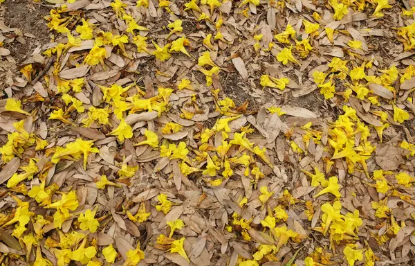 Bahar ağacının güzel sarı çiçeği kuru çimenlere düşüyor, adı Gümüş Trompet Ağacı, Cortez Blanco Ağacı, Tabebuia Kasımsantha, Altın Ağaç, Primavera, Altın çan Güldendron Donnell
