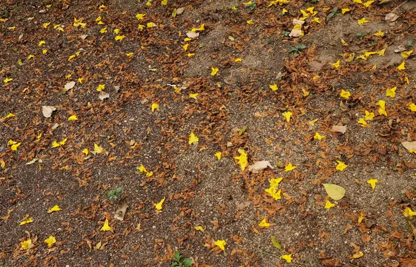 Bahar ağacının güzel sarı çiçeği kuru çimenlere düşüyor, adı Gümüş Trompet Ağacı, Cortez Blanco Ağacı, Tabebuia Kasımsantha, Altın Ağaç, Primavera, Altın çan Güldendron Donnell