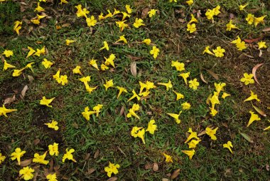 Yeşil çimenlerin üzerine düşen bahar ağacının sarı çiçeği, adı Gümüş Trompet Ağacı, Cortez Blanco Ağacı, Tabebuia Kasımsantha, Altın Ağaç, Primavera, Altın Çan Güldendron Donnell