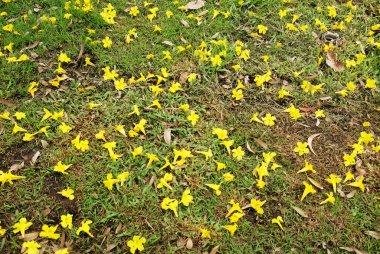 Yeşil çimenlerin üzerine düşen bahar ağacının sarı çiçeği, adı Gümüş Trompet Ağacı, Cortez Blanco Ağacı, Tabebuia Kasımsantha, Altın Ağaç, Primavera, Altın Çan Güldendron Donnell
