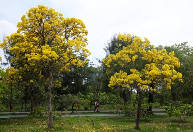 Güzel sarı çiçek altın trompet ağacı, Paraguay gümüşi trompet, Cortez Blanco ağacı, Tabebuia chrysantha, Altın ağaç, Primavera, Altın çan Güldendron Donnell parkta çiçek açıyor