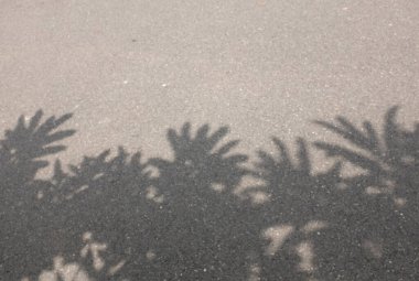 Kapatın ve üst çerçeve fotoğraf güzel güneşli öğleden sonra, güneş ışığı ağaç yaprakları arasında filtreler, asfalt yol dallarında sallanan gölgeler.