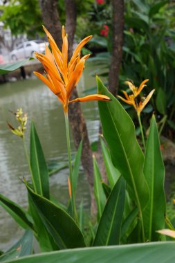 Canna 'nın yakın plan görüntüsü, Avustralya ok kökü, yenilebilir kanat, Hint iğnesi (Canna indica L), Tayland' daki halk parkında açan portakal çiçeği.