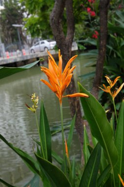 Canna 'nın yakın plan görüntüsü, Avustralya ok kökü, yenilebilir kanat, Hint iğnesi (Canna indica L), Tayland' daki halk parkında açan portakal çiçeği.