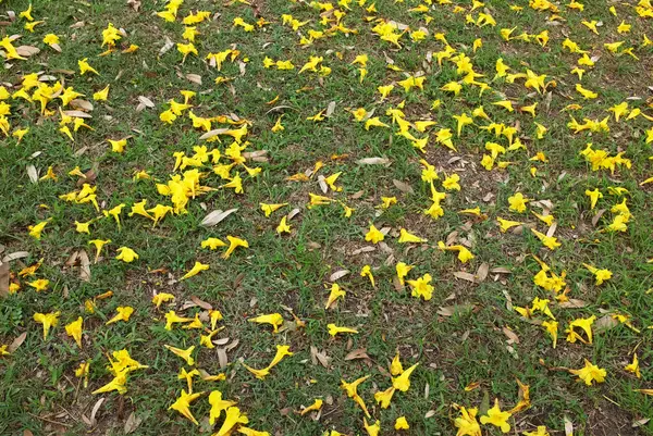 Yeşil çimenlerin üzerine düşen bahar ağacının sarı çiçeği, adı Gümüş Trompet Ağacı, Cortez Blanco Ağacı, Tabebuia Kasımsantha, Altın Ağaç, Primavera, Altın Çan Güldendron Donnell