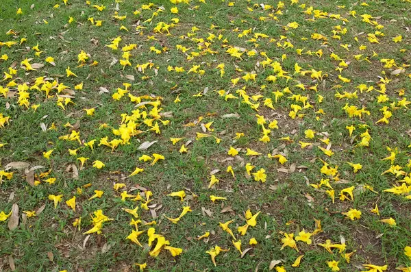 Yeşil çimenlerin üzerine düşen bahar ağacının sarı çiçeği, adı Gümüş Trompet Ağacı, Cortez Blanco Ağacı, Tabebuia Kasımsantha, Altın Ağaç, Primavera, Altın Çan Güldendron Donnell
