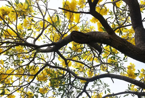 Güzel sarı çiçek altın trompet ağacı, Paraguay gümüşi trompet, Cortez Blanco ağacı, Tabebuia chrysantha, Altın ağaç, Primavera, Altın çan Güldendron Donnell parkta çiçek açıyor