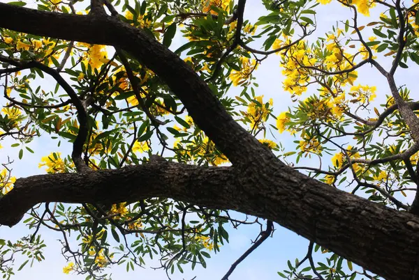 Güzel sarı çiçek altın trompet ağacı, Paraguay gümüşi trompet, Cortez Blanco ağacı, Tabebuia chrysantha, Altın ağaç, Primavera, Altın çan Güldendron Donnell parkta çiçek açıyor