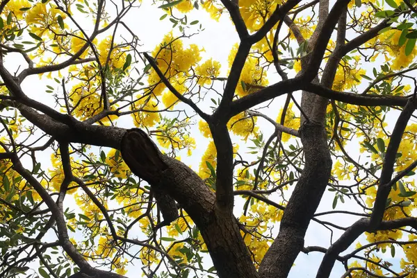 Güzel sarı çiçek altın trompet ağacı, Paraguay gümüşi trompet, Cortez Blanco ağacı, Tabebuia chrysantha, Altın ağaç, Primavera, Altın çan Güldendron Donnell parkta çiçek açıyor