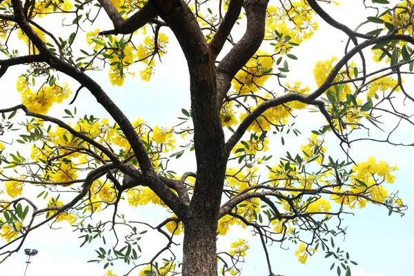 Güzel sarı çiçek altın trompet ağacı, Paraguay gümüşi trompet, Cortez Blanco ağacı, Tabebuia chrysantha, Altın ağaç, Primavera, Altın çan Güldendron Donnell parkta çiçek açıyor