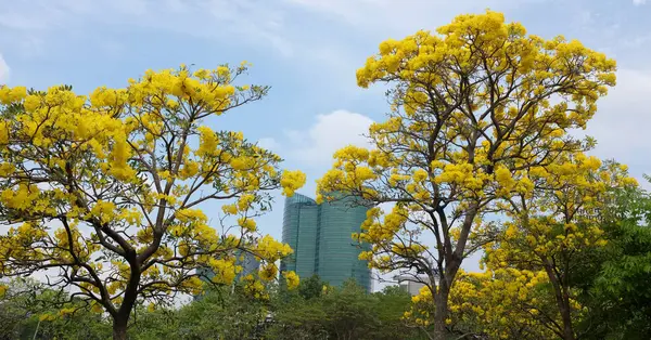 Güzel sarı çiçek altın trompet ağacı, Paraguay gümüşi trompet, Cortez Blanco ağacı, Tabebuia chrysantha, Altın ağaç, Primavera, Altın çan Güldendron Donnell parkta çiçek açıyor