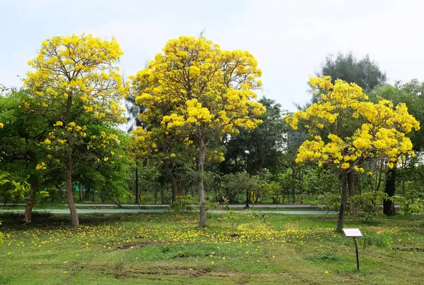 Güzel sarı çiçek altın trompet ağacı, Paraguay gümüşi trompet, Cortez Blanco ağacı, Tabebuia chrysantha, Altın ağaç, Primavera, Altın çan Güldendron Donnell parkta çiçek açıyor