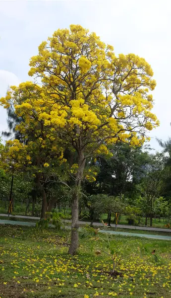 Güzel sarı çiçek altın trompet ağacı, Paraguay gümüşi trompet, Cortez Blanco ağacı, Tabebuia chrysantha, Altın ağaç, Primavera, Altın çan Güldendron Donnell parkta çiçek açıyor